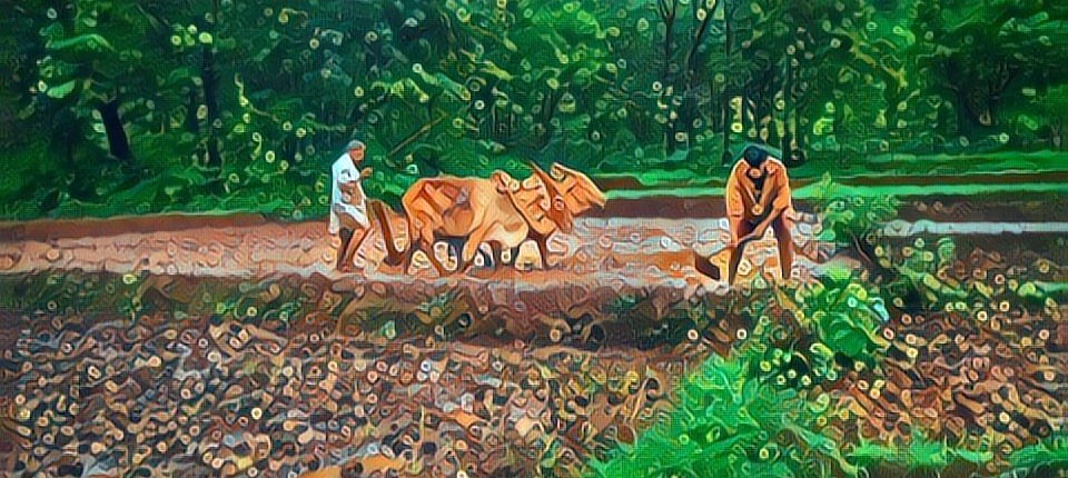 Small farm field prepared for cultivation